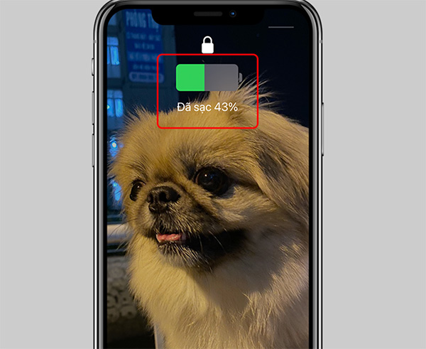 Kết nối iPhone với bộ sạc để hiển thị % pin trên iPhone 11